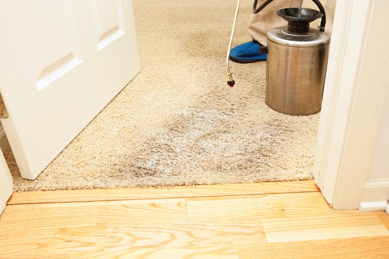carpet stain treatment with sprayer