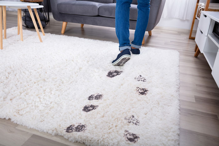 Get Rid of Carpet Stains